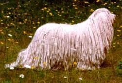 https://images.dog.ceo/breeds/komondor/n02105505_3787.jpg