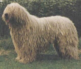 https://images.dog.ceo/breeds/komondor/n02105505_3792.jpg