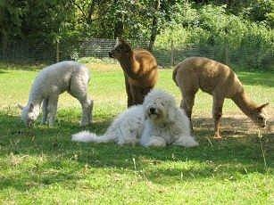 https://images.dog.ceo/breeds/komondor/n02105505_3805.jpg