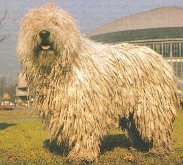 https://images.dog.ceo/breeds/komondor/n02105505_3806.jpg