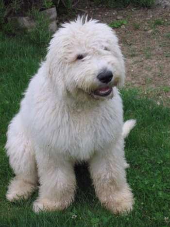 https://images.dog.ceo/breeds/komondor/n02105505_3904.jpg