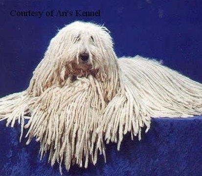 https://images.dog.ceo/breeds/komondor/n02105505_3933.jpg