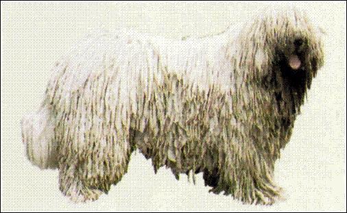 https://images.dog.ceo/breeds/komondor/n02105505_3957.jpg