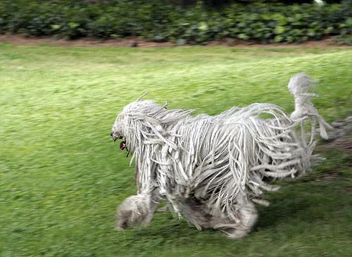 https://images.dog.ceo/breeds/komondor/n02105505_3967.jpg