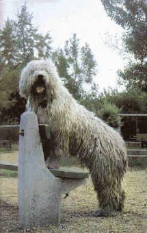 https://images.dog.ceo/breeds/komondor/n02105505_4021.jpg