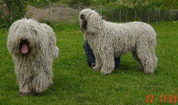 https://images.dog.ceo/breeds/komondor/n02105505_4028.jpg