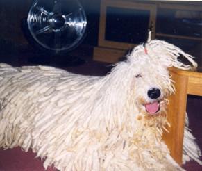 https://images.dog.ceo/breeds/komondor/n02105505_4031.jpg