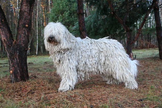 https://images.dog.ceo/breeds/komondor/n02105505_4070.jpg