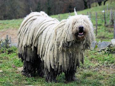 https://images.dog.ceo/breeds/komondor/n02105505_4076.jpg