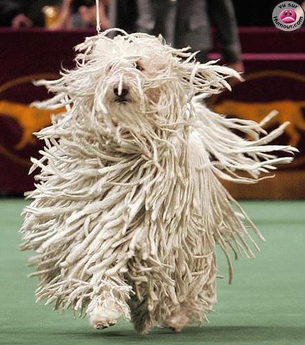 https://images.dog.ceo/breeds/komondor/n02105505_4090.jpg