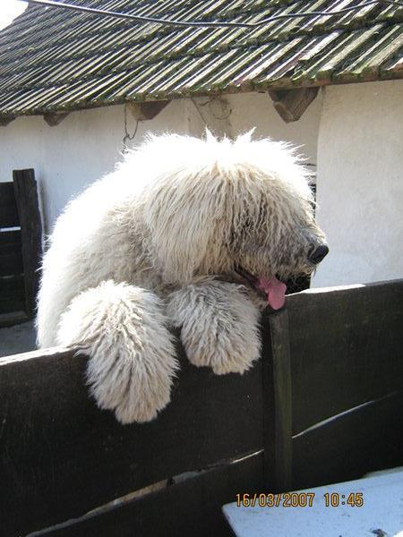 https://images.dog.ceo/breeds/komondor/n02105505_4105.jpg