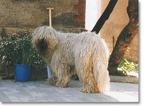 https://images.dog.ceo/breeds/komondor/n02105505_4138.jpg