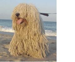 https://images.dog.ceo/breeds/komondor/n02105505_4143.jpg