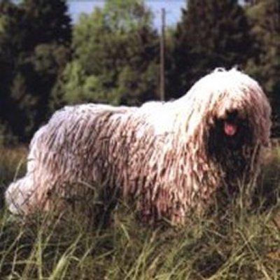 https://images.dog.ceo/breeds/komondor/n02105505_4180.jpg