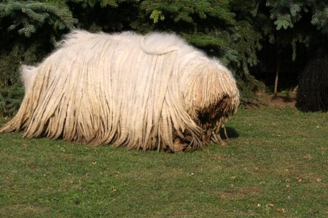 https://images.dog.ceo/breeds/komondor/n02105505_4256.jpg