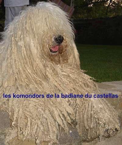 https://images.dog.ceo/breeds/komondor/n02105505_4260.jpg