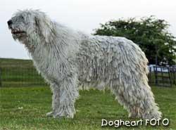 https://images.dog.ceo/breeds/komondor/n02105505_4271.jpg