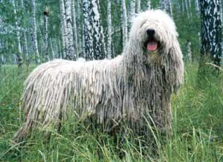 https://images.dog.ceo/breeds/komondor/n02105505_4290.jpg