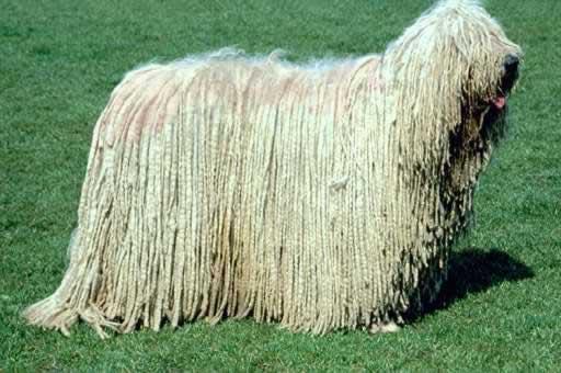 https://images.dog.ceo/breeds/komondor/n02105505_43.jpg