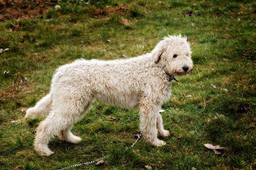 https://images.dog.ceo/breeds/komondor/n02105505_4302.jpg