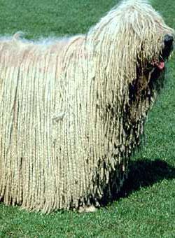 https://images.dog.ceo/breeds/komondor/n02105505_4304.jpg