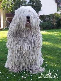 https://images.dog.ceo/breeds/komondor/n02105505_4311.jpg