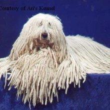 https://images.dog.ceo/breeds/komondor/n02105505_4325.jpg