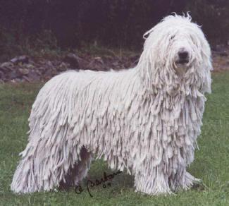 https://images.dog.ceo/breeds/komondor/n02105505_4351.jpg