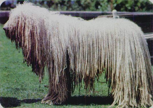 https://images.dog.ceo/breeds/komondor/n02105505_4353.jpg