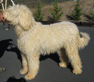 https://images.dog.ceo/breeds/komondor/n02105505_4398.jpg