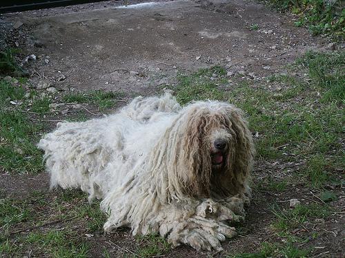 https://images.dog.ceo/breeds/komondor/n02105505_441.jpg