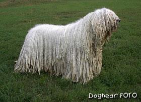 https://images.dog.ceo/breeds/komondor/n02105505_4417.jpg