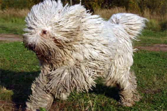 https://images.dog.ceo/breeds/komondor/n02105505_4435.jpg