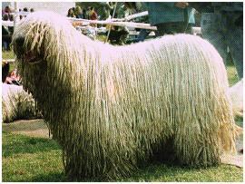 https://images.dog.ceo/breeds/komondor/n02105505_4436.jpg