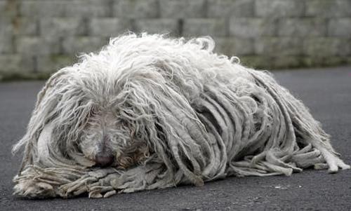 https://images.dog.ceo/breeds/komondor/n02105505_475.jpg