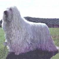 https://images.dog.ceo/breeds/komondor/n02105505_561.jpg