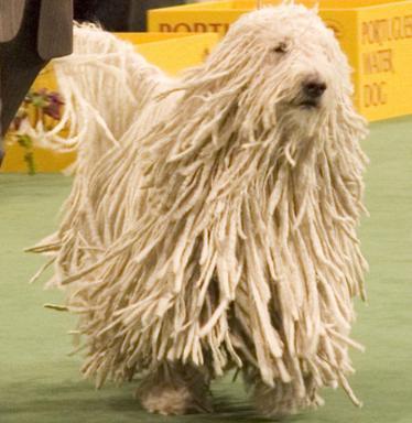 https://images.dog.ceo/breeds/komondor/n02105505_572.jpg