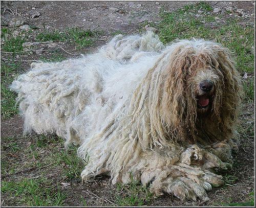 https://images.dog.ceo/breeds/komondor/n02105505_769.jpg