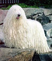 https://images.dog.ceo/breeds/komondor/n02105505_853.jpg