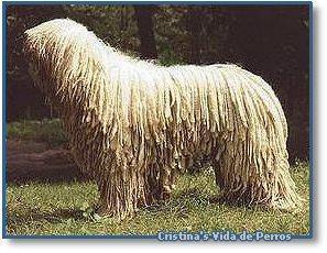 https://images.dog.ceo/breeds/komondor/n02105505_914.jpg