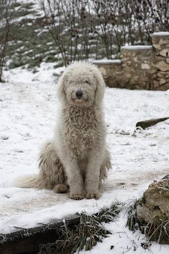 https://images.dog.ceo/breeds/komondor/n02105505_935.jpg