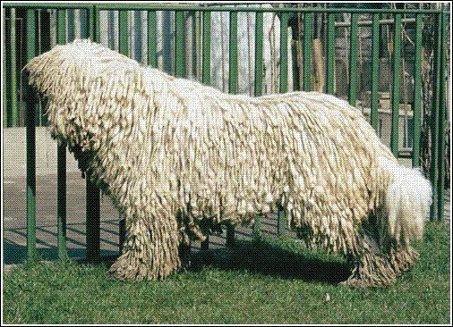 https://images.dog.ceo/breeds/komondor/n02105505_938.jpg