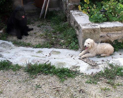 https://images.dog.ceo/breeds/komondor/n02105505_955.jpg