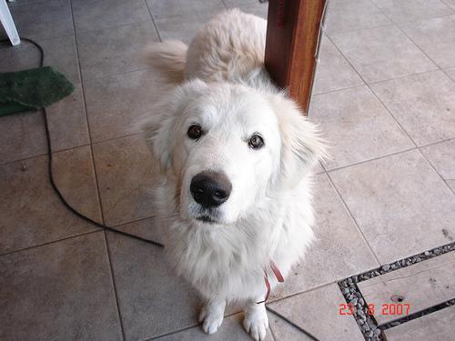 https://images.dog.ceo/breeds/kuvasz/n02104029_1206.jpg