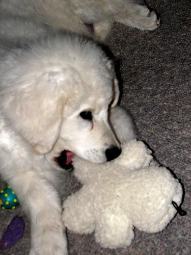 https://images.dog.ceo/breeds/kuvasz/n02104029_1214.jpg