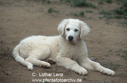 https://images.dog.ceo/breeds/kuvasz/n02104029_1218.jpg