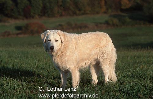 https://images.dog.ceo/breeds/kuvasz/n02104029_1278.jpg