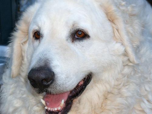 https://images.dog.ceo/breeds/kuvasz/n02104029_1289.jpg