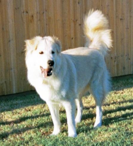 https://images.dog.ceo/breeds/kuvasz/n02104029_1324.jpg