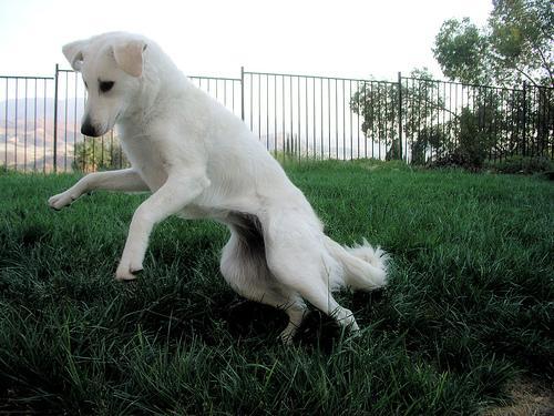 https://images.dog.ceo/breeds/kuvasz/n02104029_133.jpg